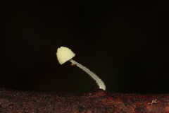 Mycena chloroxantha