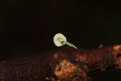 Mycena chloroxantha
