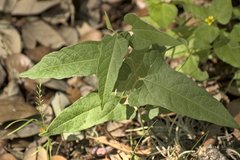 Endodeca serpentaria