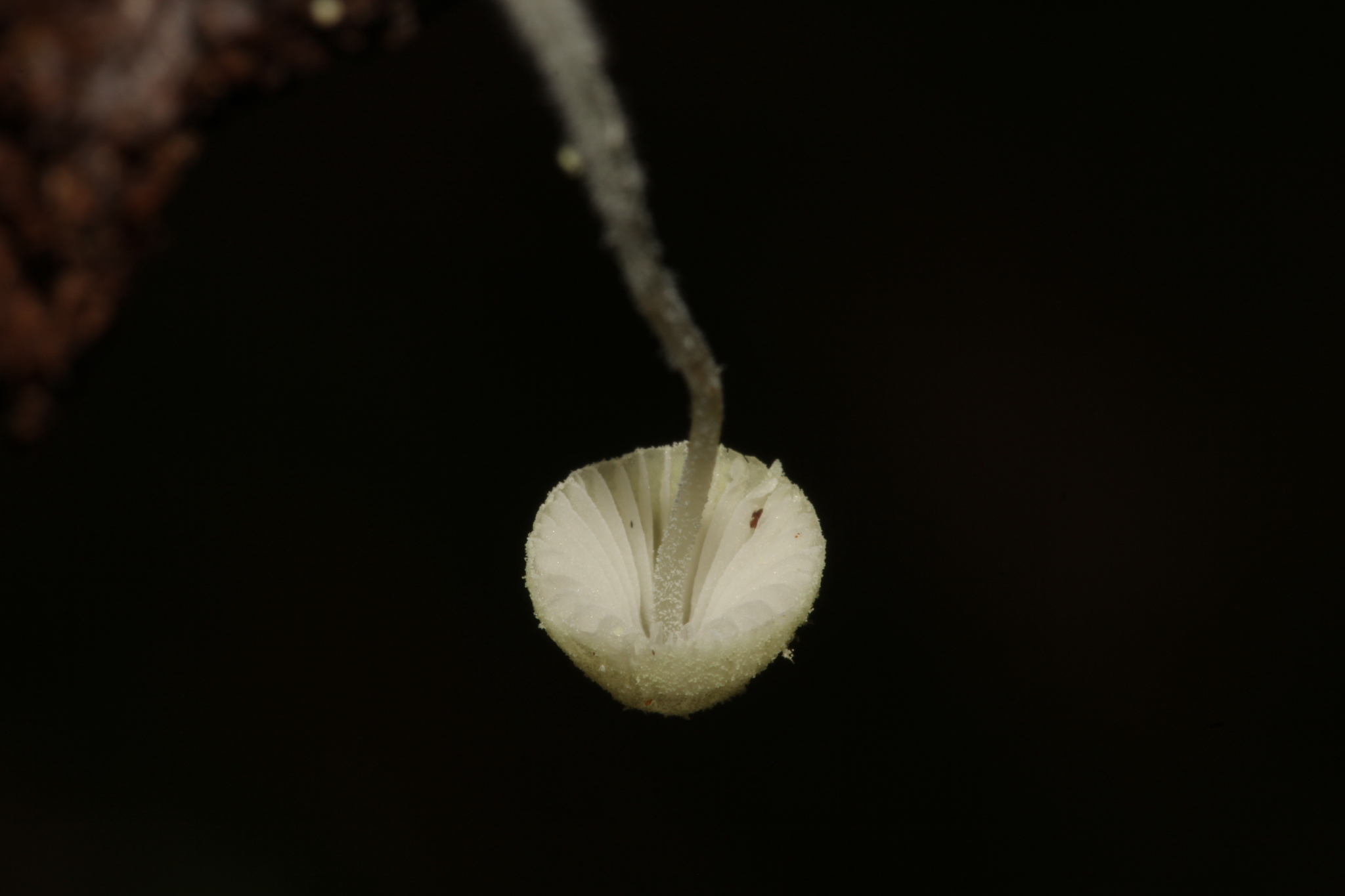 Mycena chloroxantha image