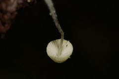 Mycena chloroxantha