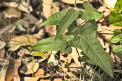 Endodeca serpentaria