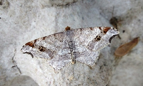 Sharp-angled Peacock Moth