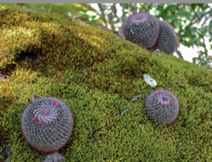 Mammillaria rhodantha fera-rubra