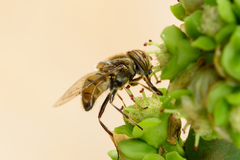 Eristalodes