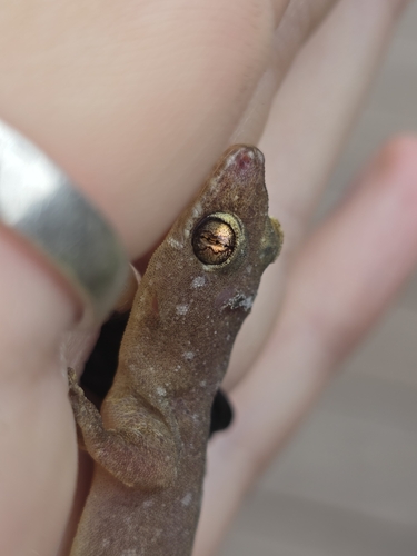 Gehyra mutilata
