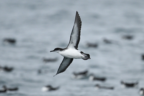 Pardela pichoneta (Puffinus puffinus)