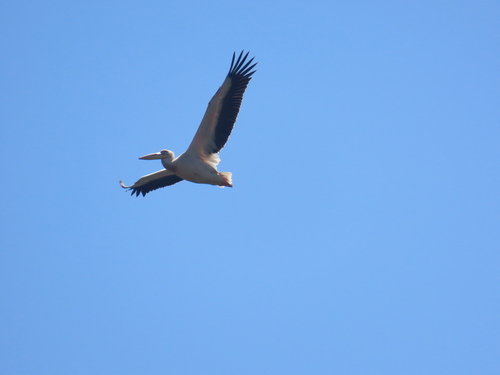 Pelícano común (Pelecanus onocrotalus)