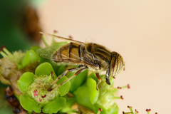 Eristalodes