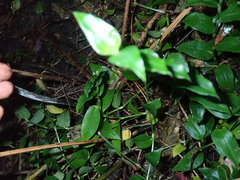 Geniostoma ligustrifolium ligustrifolium