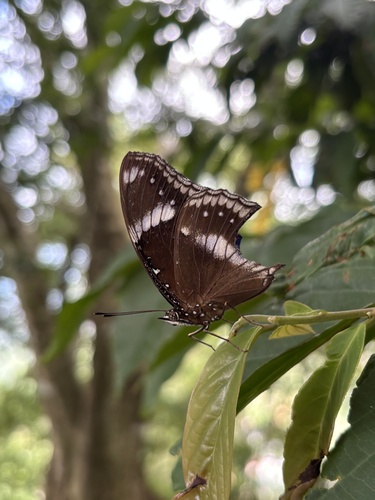 Oriental Great Eggfly