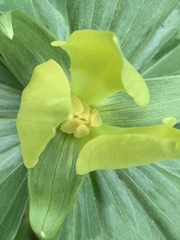 Trillium luteum