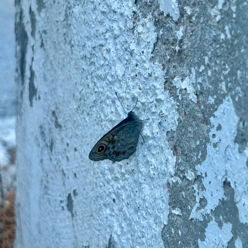 Large Wall Brown