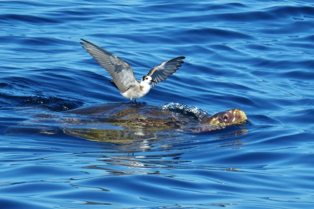 Photo of Olive ridley turtle (Lepidochelys olivacea)