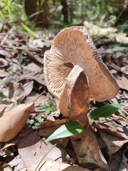 Amanita cheelii