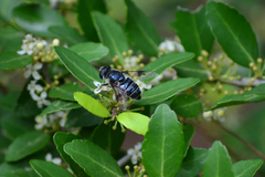 Eristalis saxorum