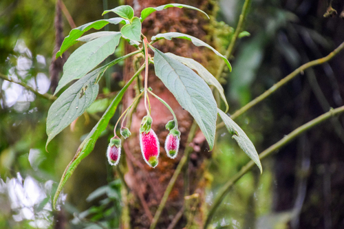 Kohleria affinis