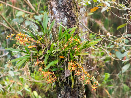Oncidium lehmannii
