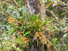 Oncidium lehmannii