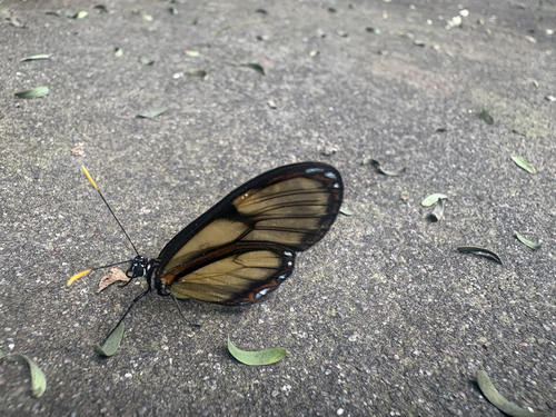 Pteronymia ozia tanampaya