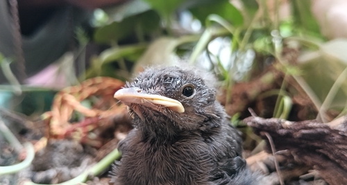 Brown Rock Chat