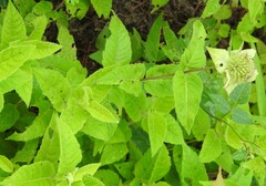 Monarda luteola