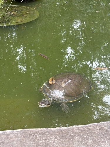 Hilaire’s Side-necked Turtle