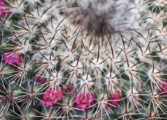 Mammillaria rhodantha fera-rubra