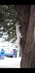 Sciurus carolinensis
