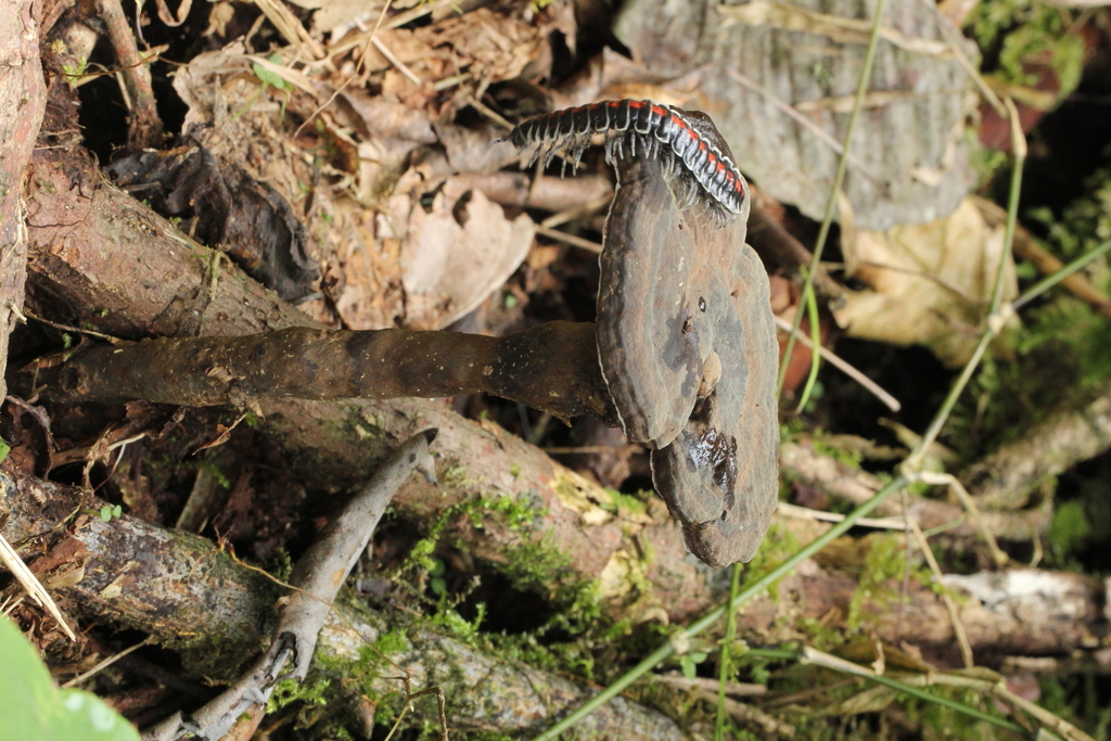 Amauroderma praetervisum