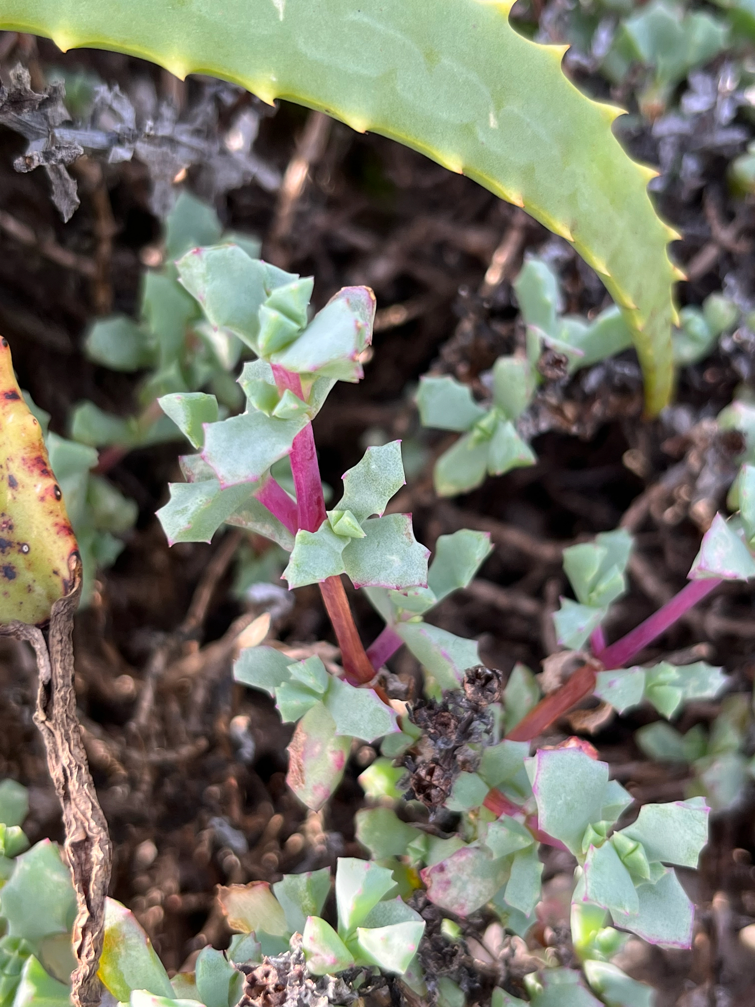 Lampranthus deltoides (L.) Glen 3