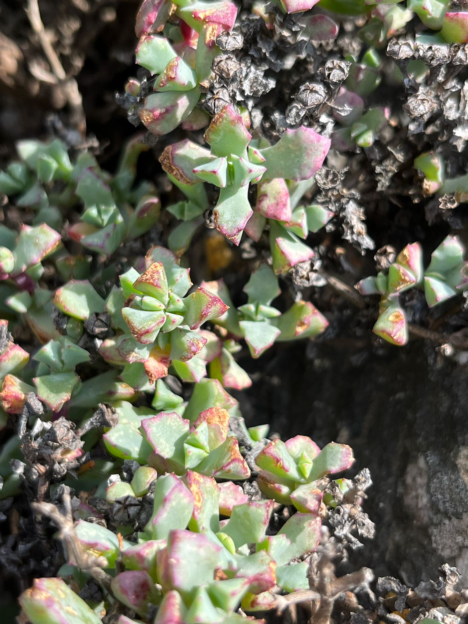Lampranthus deltoides (L.) Glen 2