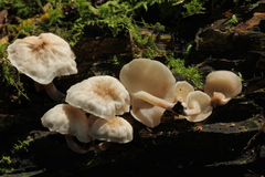 Filoboletus