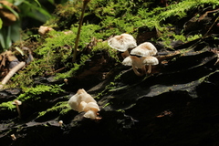 Filoboletus
