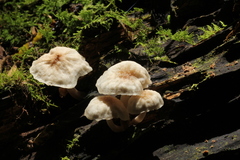 Filoboletus