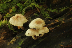 Filoboletus