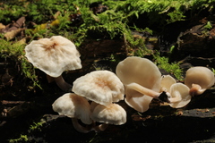 Filoboletus