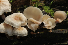 Filoboletus
