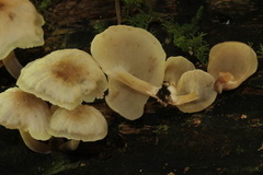 Filoboletus