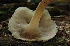 Filoboletus