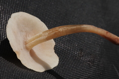 Filoboletus