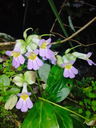Primulina eburnea