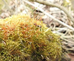 Ceratodon