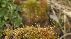 Ceratodon