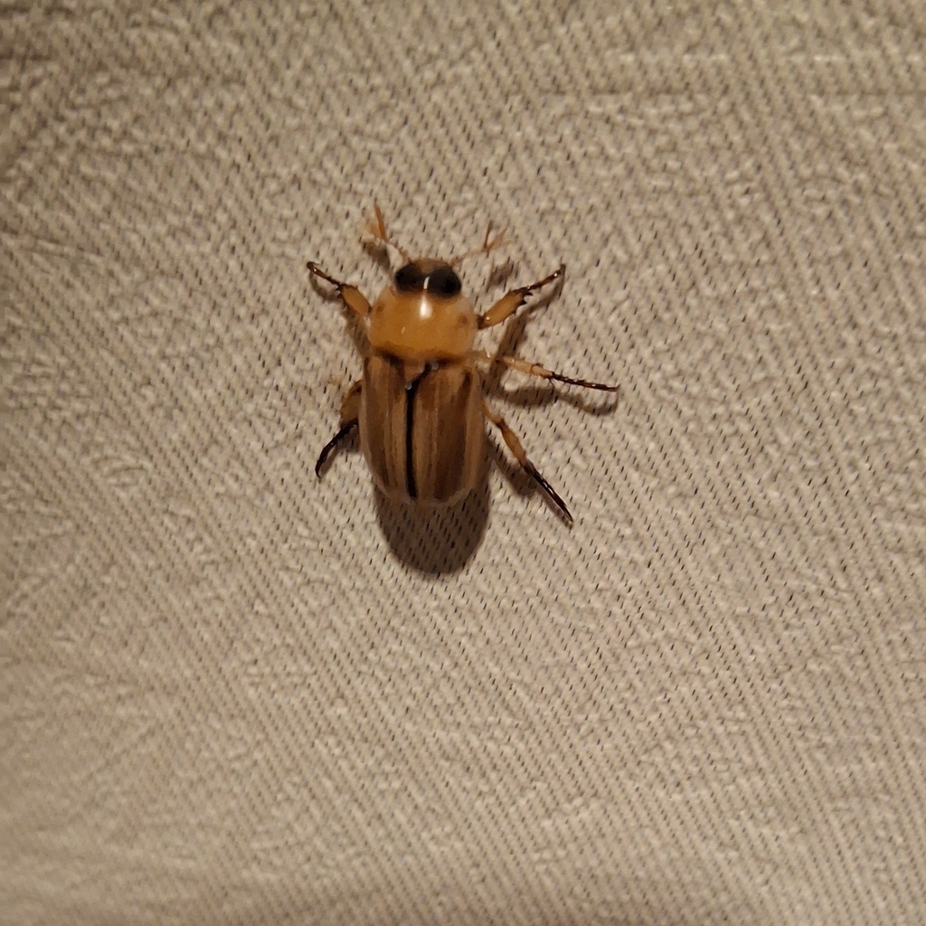 Anomala pallida (Anomala pallida)