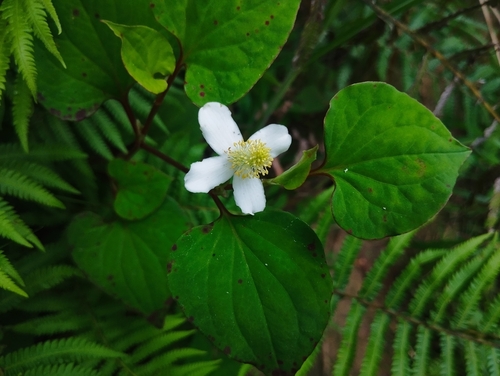 Chameleon Plant