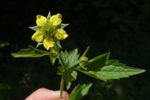 Wood Avens