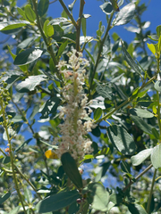 Ceanothus palmeri, photograph (c) Mark Valen, some rights reserved (CC BY)