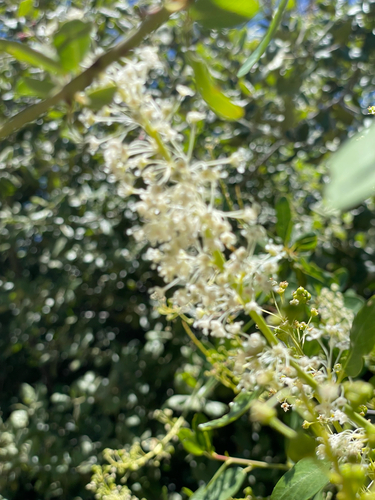 Ceanothus palmeri, photograph 5