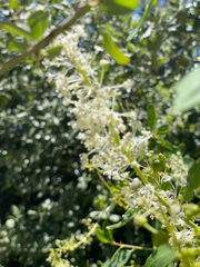 Ceanothus palmeri, photograph (c) Mark Valen, some rights reserved (CC BY)
